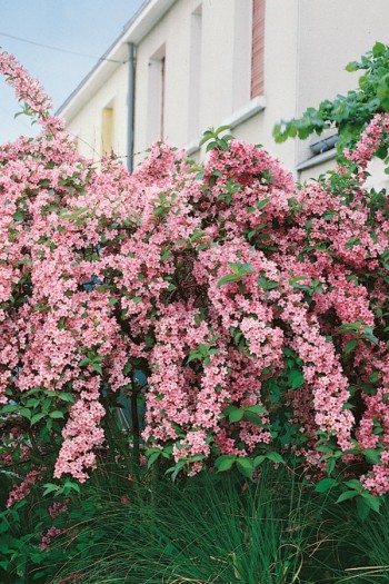 Вейгела гибридная Розеа | Вейгела гібридна Розеа | Weigela hybrida Rosea